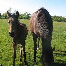 Anden særlig race Bandit