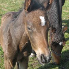 Anden særlig race Bandit