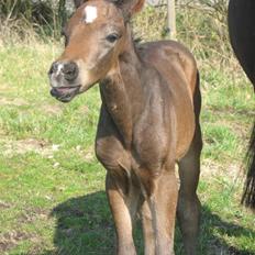 Anden særlig race Bandit