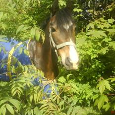 Welsh Pony af Cob-type (sec C) Basse 