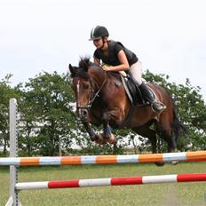 Welsh Cob (sec D) Nando 