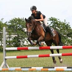Welsh Cob (sec D) Nando 