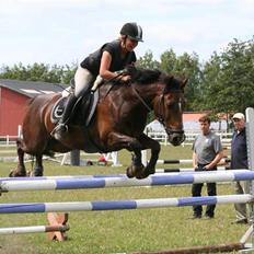 Welsh Cob (sec D) Nando 