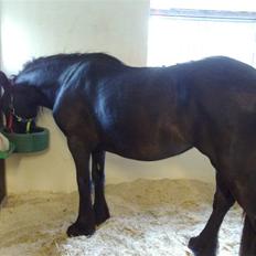 Fell pony Ellegaards Donna