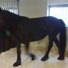 Fell pony Ellegaards Donna