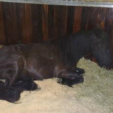 Fell pony Ellegaards Donna