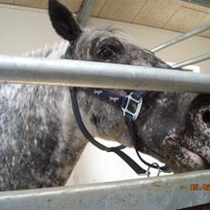 Appaloosa Benno  Solgt :'(  <3