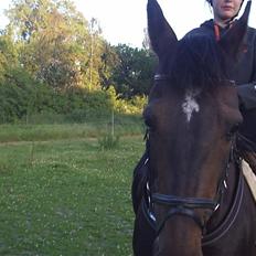 Anden særlig race Elin Starfish / Mille