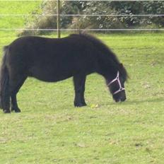 Shetlænder Ina Højgaard * SOLGT *