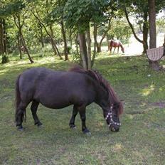 Shetlænder Ina Højgaard * SOLGT *