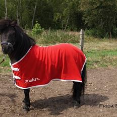 Shetlænder |Madsen| - passer.