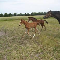 Anden særlig race  Talina Rose *SOLGT*<3