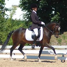 Anden særlig race Ponygårdens Mikkel solgt