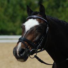 Anden særlig race Ponygårdens Mikkel solgt