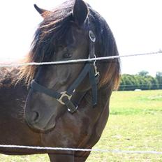 Gotlandsruss | Tarpans Lecki