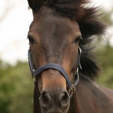 Anden særlig race Bailando (Frede) 
