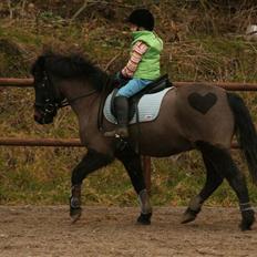 Anden særlig race Bailando (Frede) 