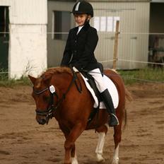 Anden særlig race Ridder Rust (Buster)