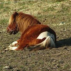 Anden særlig race Ridder Rust (Buster)