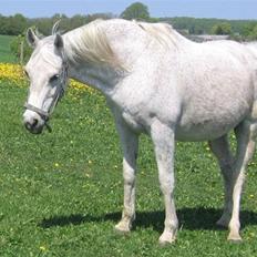 Anglo Araber (AA) Isak R.I.P.