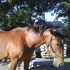 Anden særlig race Surprise :(Rider ikke mer