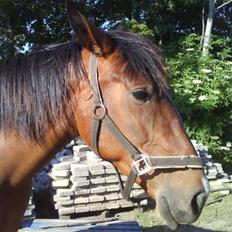 Anden særlig race Surprise :(Rider ikke mer