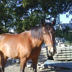 Anden særlig race Surprise :(Rider ikke mer