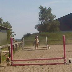 Anden særlig race Mac Gregor 