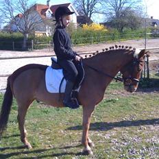 Anden særlig race Lucas