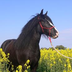 Tinker Zarmora R.i.P