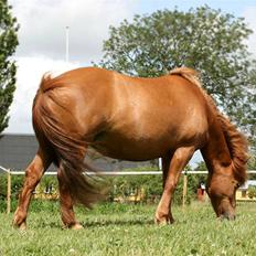 Islænder Fríða Drafna