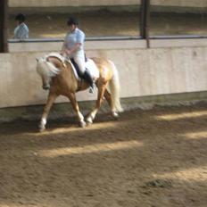 Haflinger Kløv´s Woodo