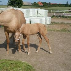 Palomino Østrupgårds Vanilla