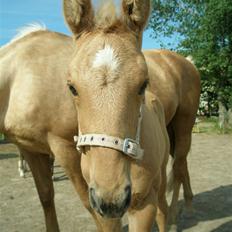 Palomino Østrupgårds Vanilla