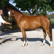 Trakehner Carmelina