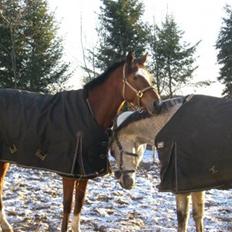 Trakehner Carmelina