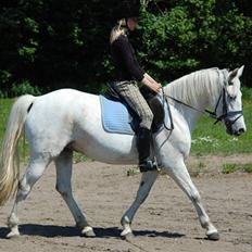 Anden særlig race Laura min prinsesse:) solgt