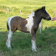 Tinker Keep Kool Krede Krasuld