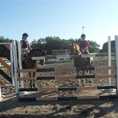 Welsh Pony af Cob-type (sec C) Aastrupgaards Elvis