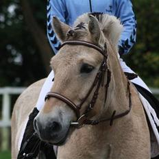 Fjordhest Bonto<3 R.I.P.