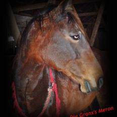 Anden særlig race Maroco Die Granx´s..SOLGT