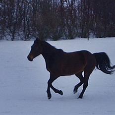 Anden særlig race Maroco Die Granx´s..SOLGT