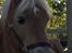 Haflinger Fantazia lundgaard R.I.P.