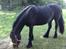 Fell pony Ellegaards Donna