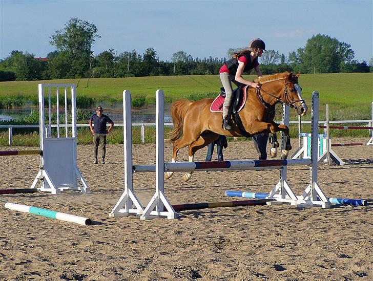 Anden særlig race Passir - Sommer 09, springkursus | Foto: Mor billede 9