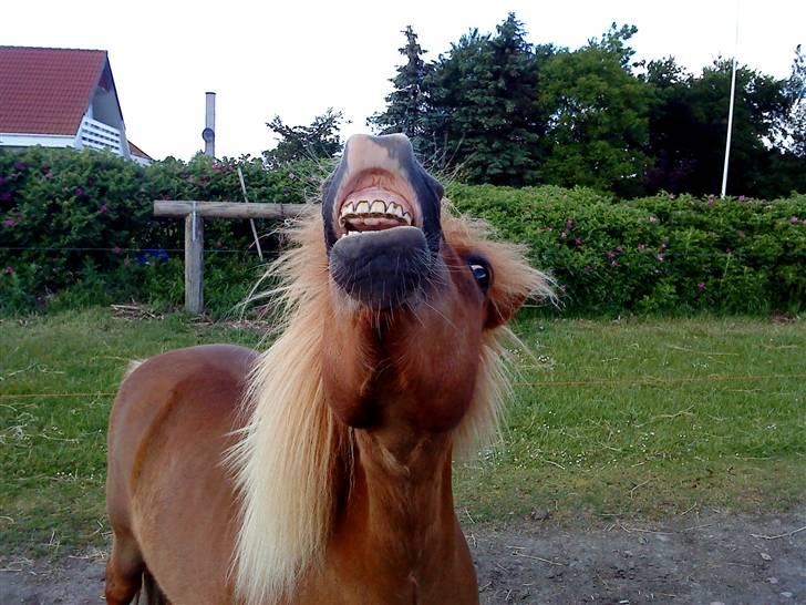Shetlænder Speedy - tricks: Smile d.5/6-09 billede 2