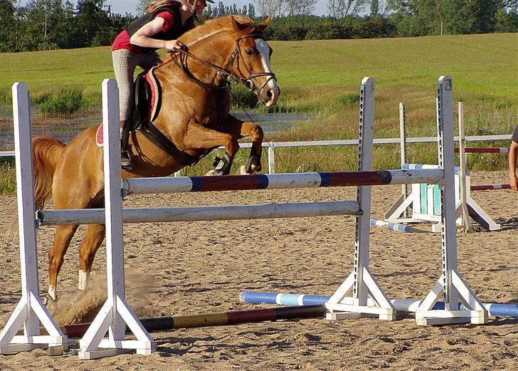 Anden særlig race Passir - Sommer 09, springkursus | Foto: Mor billede 10