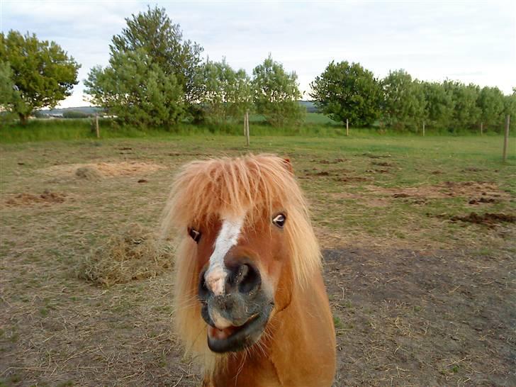 Shetlænder Speedy - øøøhhh billede 3