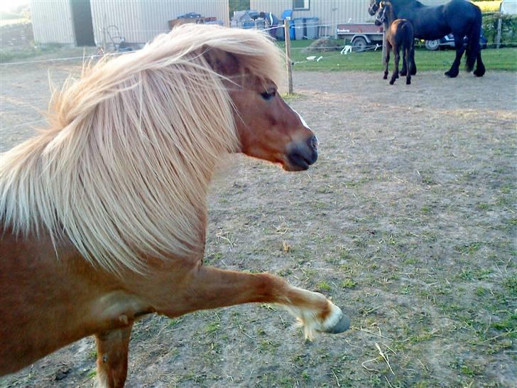Shetlænder Speedy - Tricks:vinke 14/5-09 billede 4