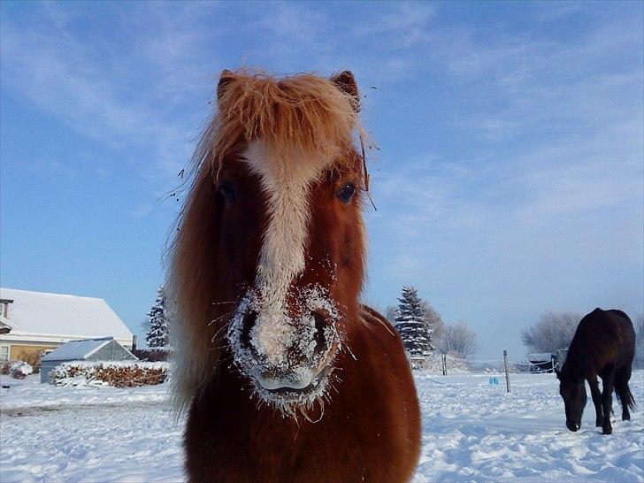 Shetlænder Speedy - d. 22/12-2010 billede 5
